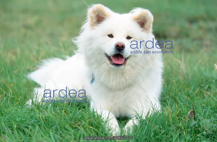 : Akita Inu, long-haired : Akita Inu, long-haired