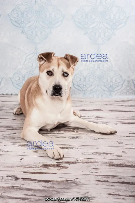 : Akita Inu mixed-breed dog, lying : Akita Inu mixed-breed dog, lying