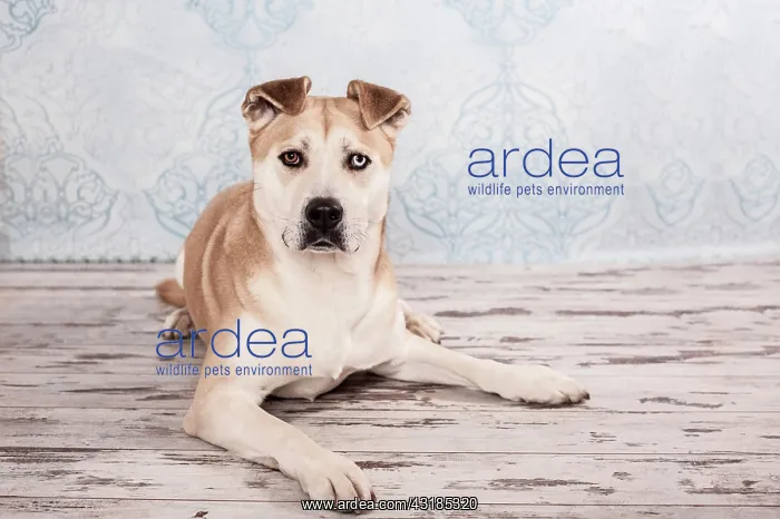 : Akita Inu mixed-breed dog, lying : Akita Inu mixed-breed dog, lying