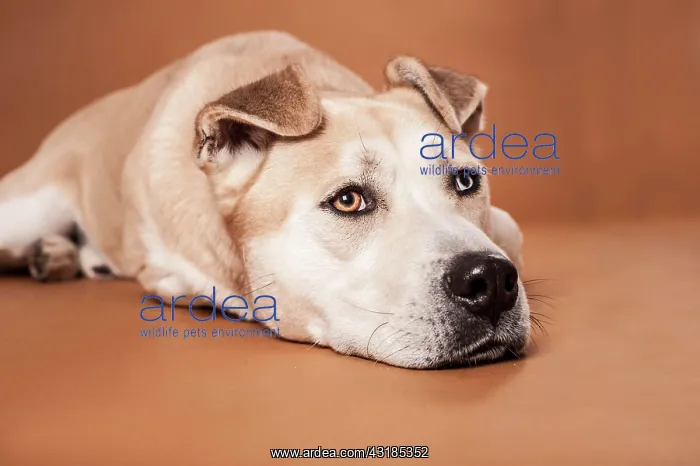 : Akita Inu mixed-breed dog, lying : Akita Inu mixed-breed dog, lying