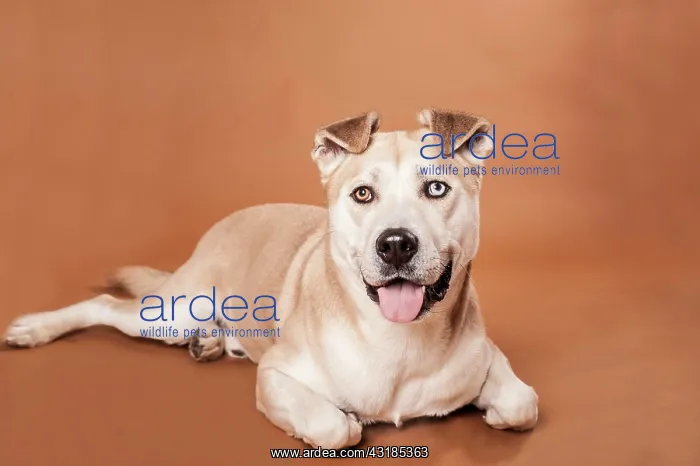 : Akita Inu mixed-breed dog, lying : Akita Inu mixed-breed dog, lying