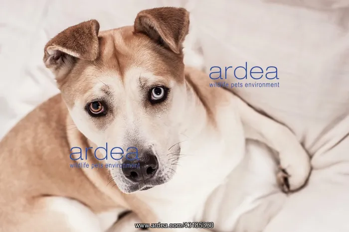 : Akita Inu mixed-breed dog, lying in a dog bed : Akita Inu mixed-breed dog, lying in a dog bed
