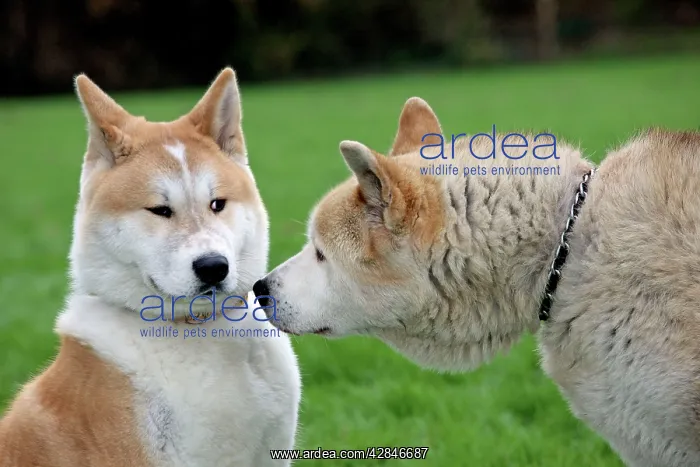 : Akita Inu -old and young dogs : Akita Inu -old and young dogs