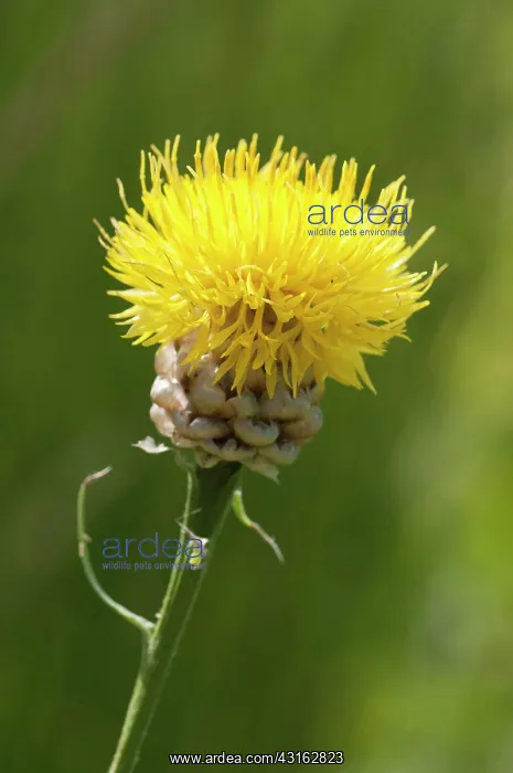 : AKnapweed, Centaurea glastifolia, single head of : AKnapweed, Centaurea glastifolia, single head of