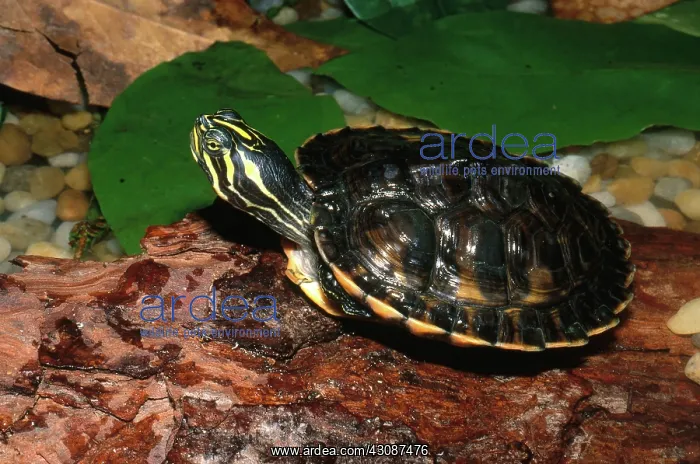 : Alabama Redbelly Turtle : Alabama Redbelly Turtle