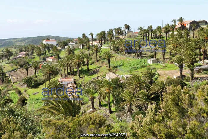 : Alajero - a hill town of reasonable size with palm trees : Alajero - a hill town of reasonable size with palm trees