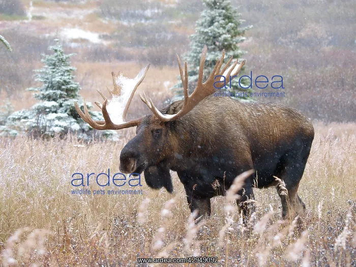 : Alaksan Moose - bull in blizzard : Alaksan Moose - bull in blizzard