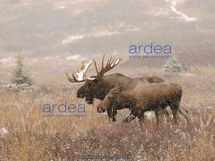 : Alaksan Moose - bull & cow in snowfall : Alaksan Moose - bull & cow in snowfall