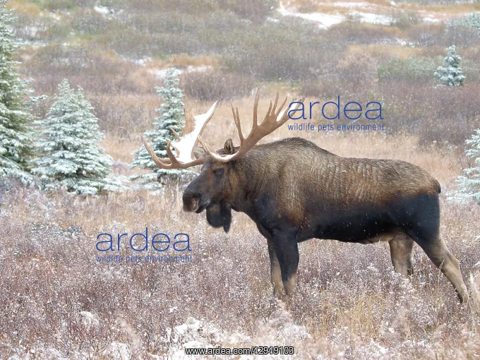 : Alaksan Moose - bull in snowfall : Alaksan Moose - bull in snowfall