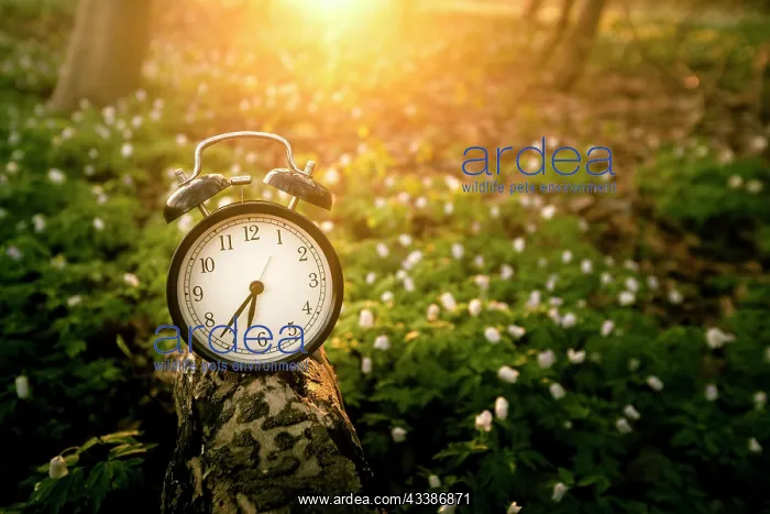 : Alarm clock in the sunrise over a forest in the : Alarm clock in the sunrise over a forest in the