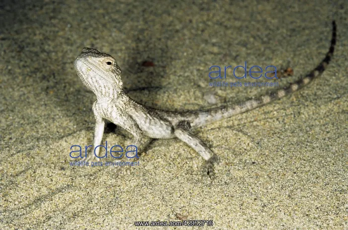 : Alarmed small Agamid lizard - during feeding at : Alarmed small Agamid lizard - during feeding at