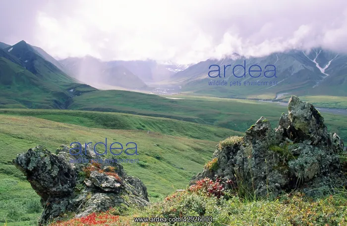: Alaska. Denali National Park, Thorofare R. Valley, Alaska Range, Alaska USA : Alaska. Denali National Park, Thorofare R. Valley, Alaska Range, Alaska USA