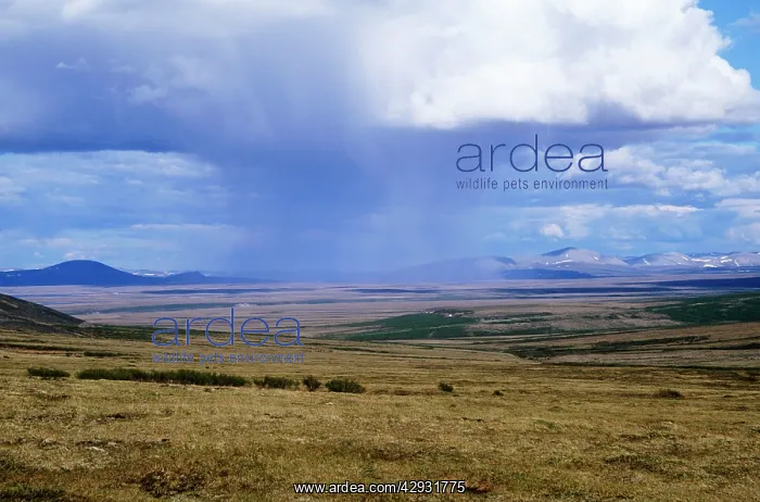 : Alaska - approaching thunderstorms across the tundra : Alaska - approaching thunderstorms across the tundra