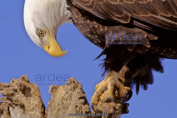  : Alaska, Bald Eagle, Haliaeetus leucocephalus
