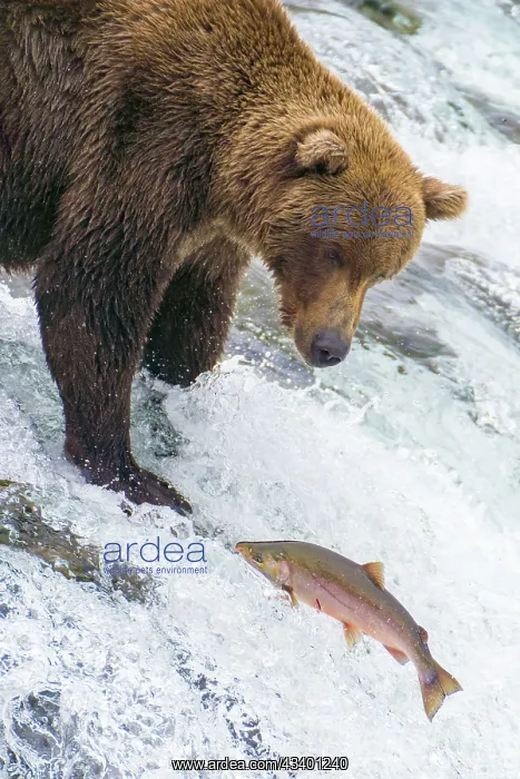 : Alaska, Brooks Falls. Grizzly bear at the top of : Alaska, Brooks Falls. Grizzly bear at the top of
