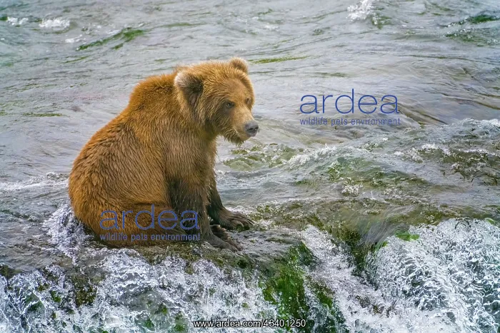: Alaska, Brooks Falls. A grizzly cub sits at the : Alaska, Brooks Falls. A grizzly cub sits at the