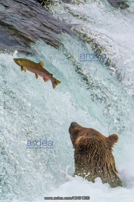 : Alaska, Brooks Falls. Grizzly ear at the base of : Alaska, Brooks Falls. Grizzly ear at the base of