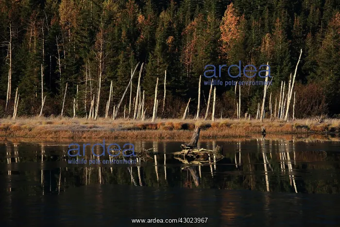 : Alaska dead trees in lake : Alaska dead trees in lake