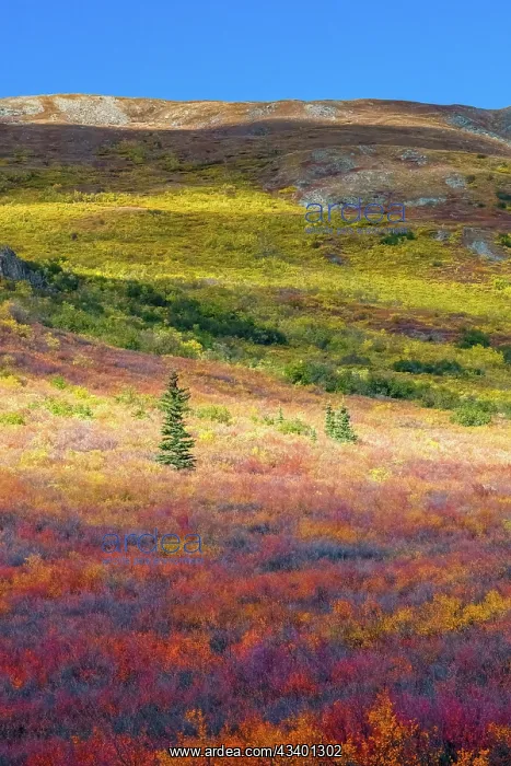 : Alaska, Denali National Park. Autumn landscape : Alaska, Denali National Park. Autumn landscape