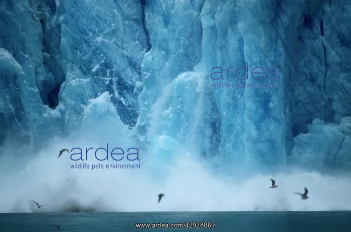 : ALASKA - glaciers calving, Kenai Fjords National Park : ALASKA - glaciers calving, Kenai Fjords National Park