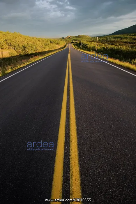 : Alaska Highway lined by Poplar Trees Autumn Yukon, Canada : Alaska Highway lined by Poplar Trees Autumn Yukon, Canada