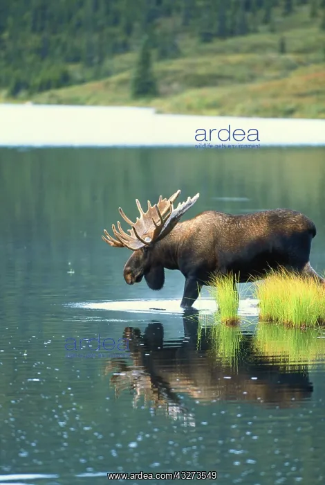 : Alaska, Interior Alaska, Denali National : Alaska, Interior Alaska, Denali National