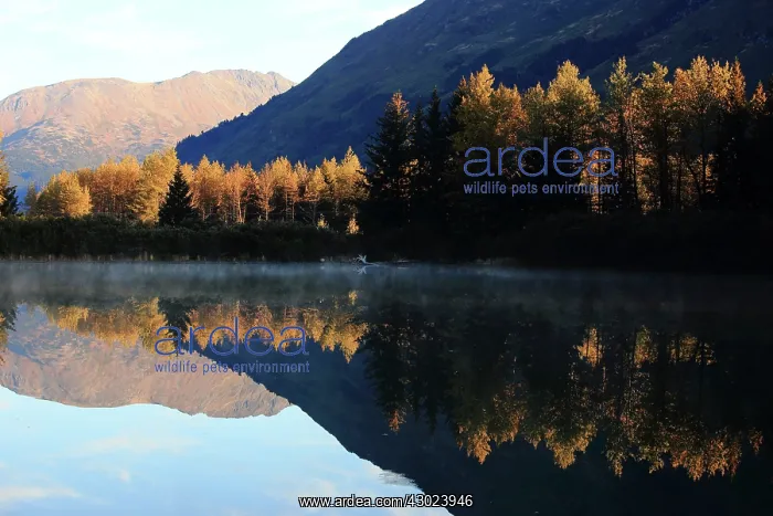 : Alaska lake with Autumn colour reflections : Alaska lake with Autumn colour reflections