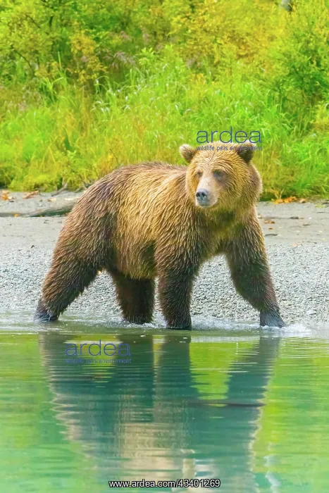: Alaska, Lake Clark. Grizzly bear walks along the shoreline : Alaska, Lake Clark. Grizzly bear walks along the shoreline