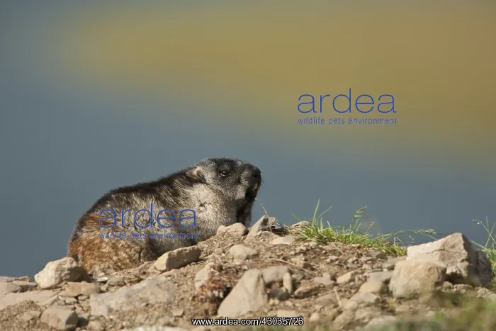 : Alaska Marmot sunbathing on a rock outside its burrow : Alaska Marmot sunbathing on a rock outside its burrow