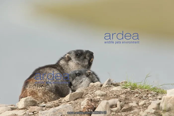 : Alaska Marmot sunbathing on a rock outside its burrow : Alaska Marmot sunbathing on a rock outside its burrow