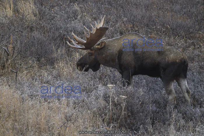 : Alaska Moose bull standing in the tundra grass at : Alaska Moose bull standing in the tundra grass at