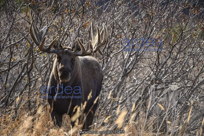 : Alaska Moose bull in the tundra grass - Bull moose : Alaska Moose bull in the tundra grass - Bull moose