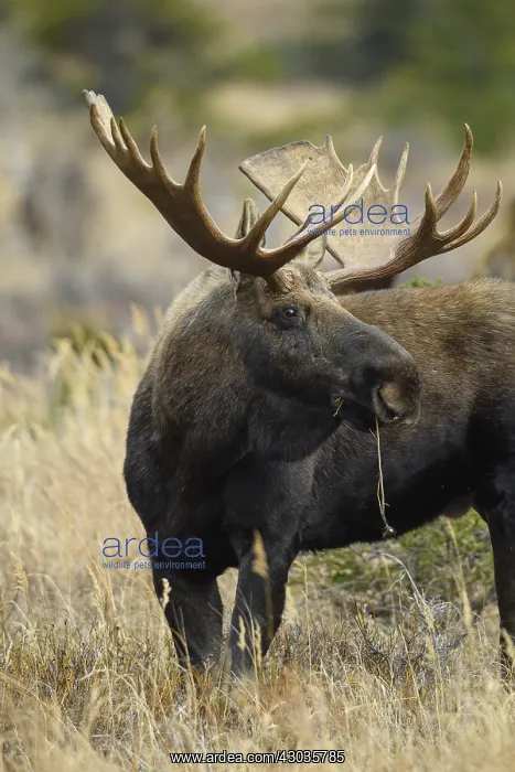 : Alaska Moose close up chewing on tundra grass - : Alaska Moose close up chewing on tundra grass -