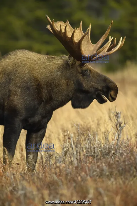 : Alaska Moose close up standing in tundra grass - : Alaska Moose close up standing in tundra grass -