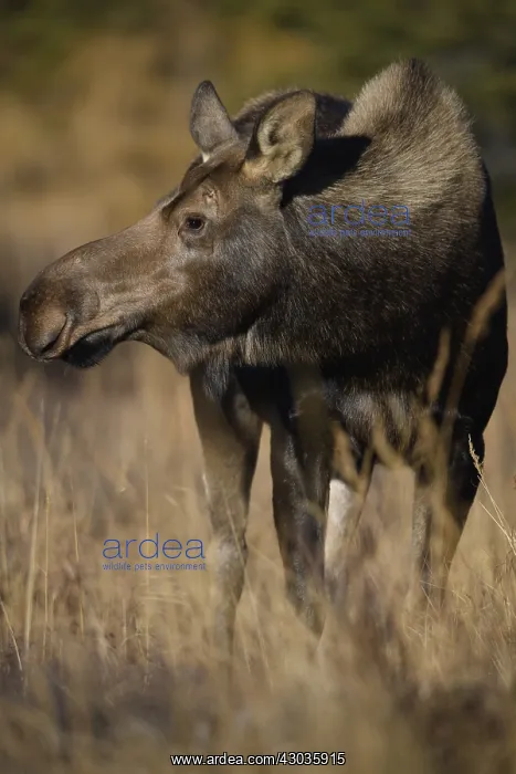 : Alaska Moose cow close up in the tundra grass - : Alaska Moose cow close up in the tundra grass -
