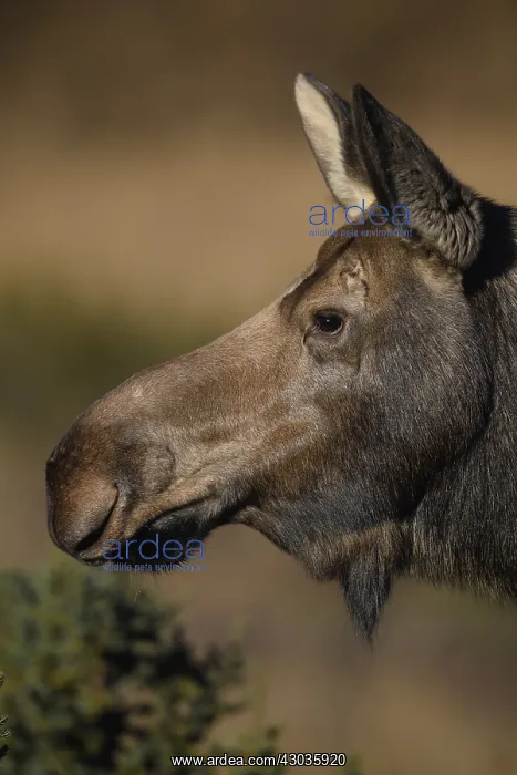 : Alaska Moose cow close up in the tundra grass - : Alaska Moose cow close up in the tundra grass -