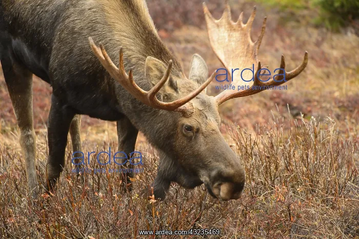 : Alaska Moose grazing in tundra grass - Bull moose : Alaska Moose grazing in tundra grass - Bull moose