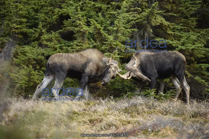 : Alaska Moose juveniles sparring in pine trees together : Alaska Moose juveniles sparring in pine trees together