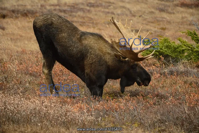 : Alaska Moose kneeling in tundra grass - Bull moose : Alaska Moose kneeling in tundra grass - Bull moose