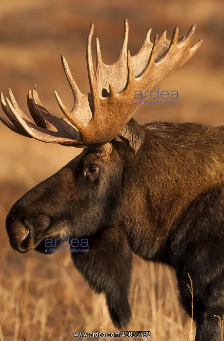 : Alaska Moose male close up head shot - Close head : Alaska Moose male close up head shot - Close head