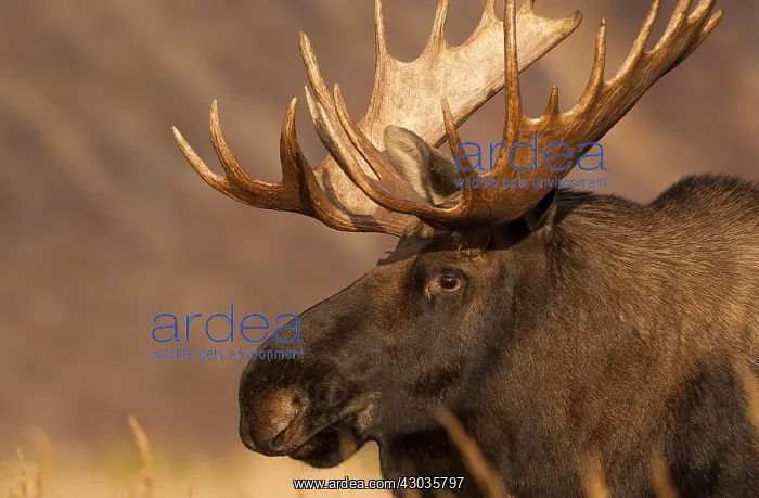: Alaska Moose male close up head shot - Close head : Alaska Moose male close up head shot - Close head