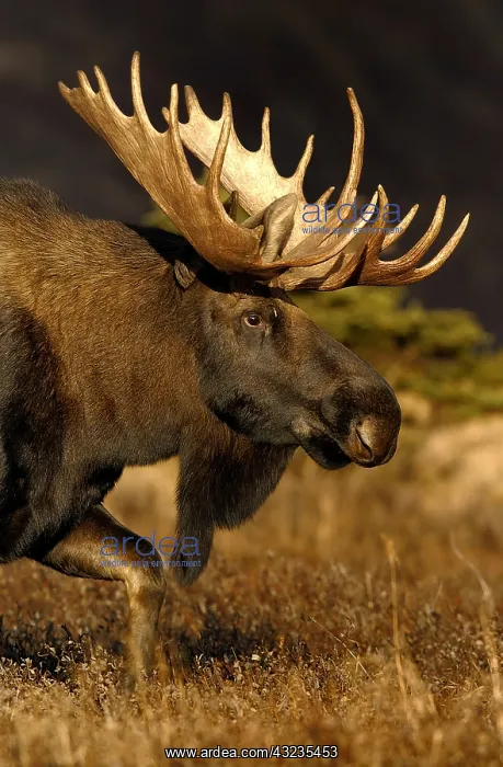 : Alaska Moose male close up head shot - Close head : Alaska Moose male close up head shot - Close head