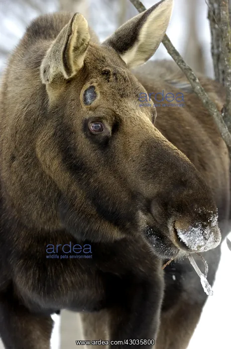 : Alaska Moose old bull in the snow with buttons - : Alaska Moose old bull in the snow with buttons -