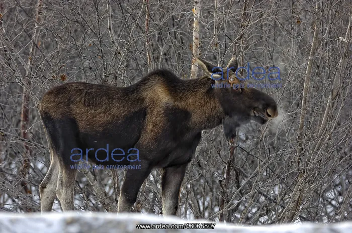: Alaska Moose old bull in the snow with buttons - : Alaska Moose old bull in the snow with buttons -