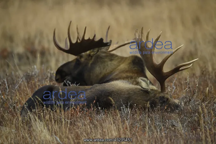 : Alaska Moose pair laying in tundra grass - Pair : Alaska Moose pair laying in tundra grass - Pair