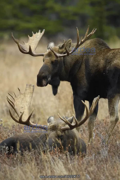 : Alaska Moose pair in tundra grass - Bull moose : Alaska Moose pair in tundra grass - Bull moose