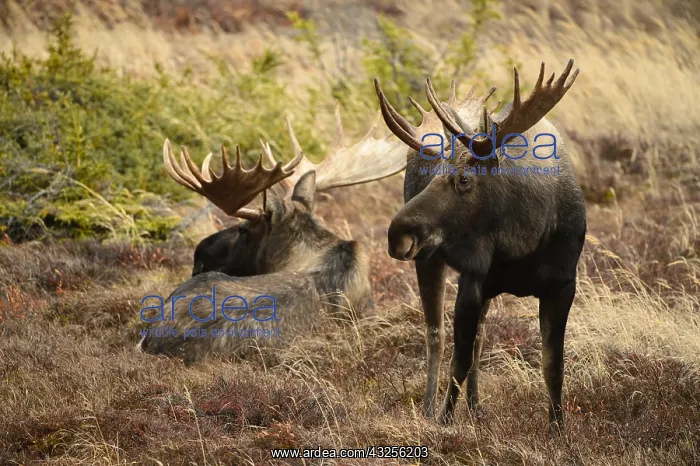 : Alaska Moose standing and laying in tundra grass : Alaska Moose standing and laying in tundra grass
