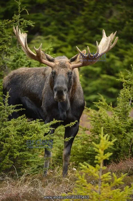 : Alaska Moose standing in the tundra grass - Bull : Alaska Moose standing in the tundra grass - Bull