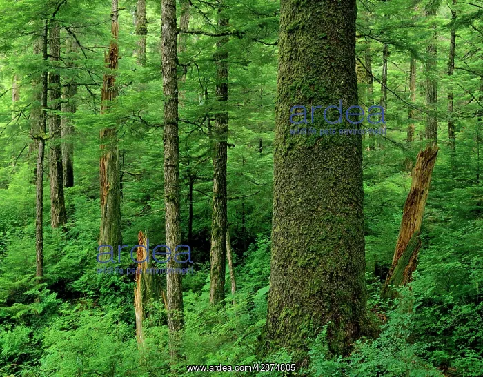 : Alaska - Old growth sitka spruce tree in Tongass : Alaska - Old growth sitka spruce tree in Tongass