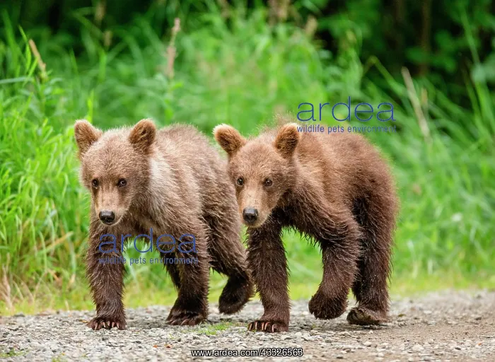 : Two Alaska Peninsula brown bear (Ursus arctos ho : Two Alaska Peninsula brown bear (Ursus arctos ho